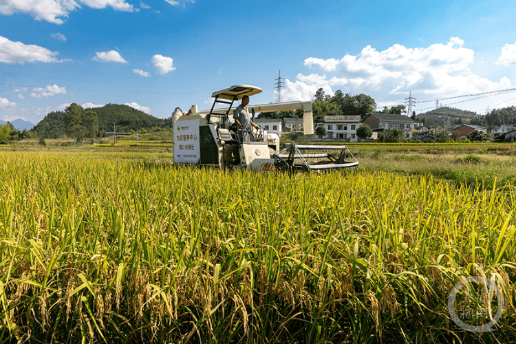 高溫下的“夜戰(zhàn)”守護，機械化收割確保糧食安全歸倉