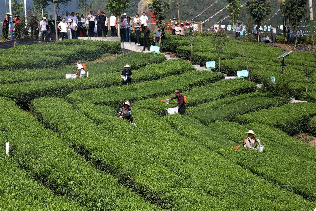 大宗茶機(jī)械化采摘，讓“廢葉”變“金葉”