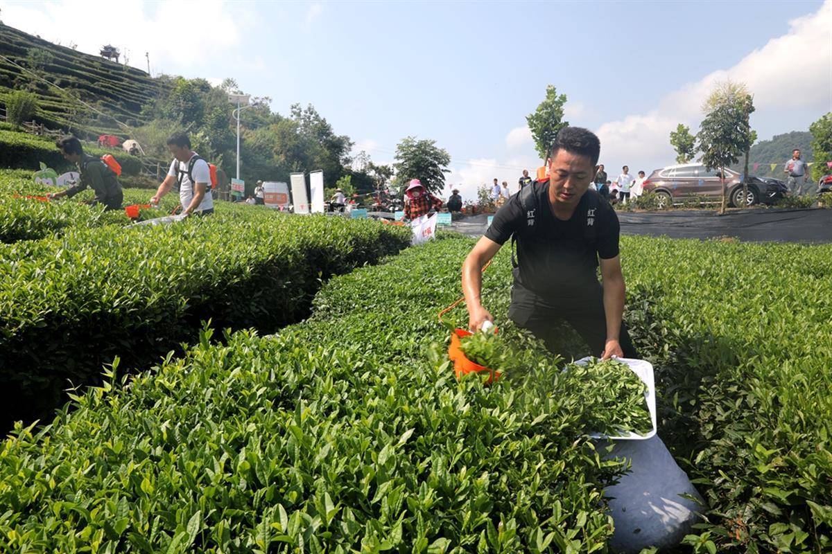 大宗茶機(jī)械化采摘，讓“廢葉”變“金葉”