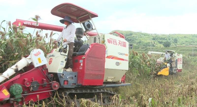 普定： 高粱“豐”景美 機(jī)械收割忙