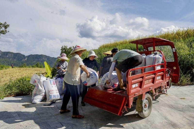 羅甸：機(jī)械化助力11．48萬畝水稻開鐮收割