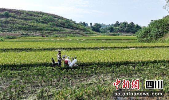 瀘州納溪：全面推進水稻生產(chǎn)全程機械化